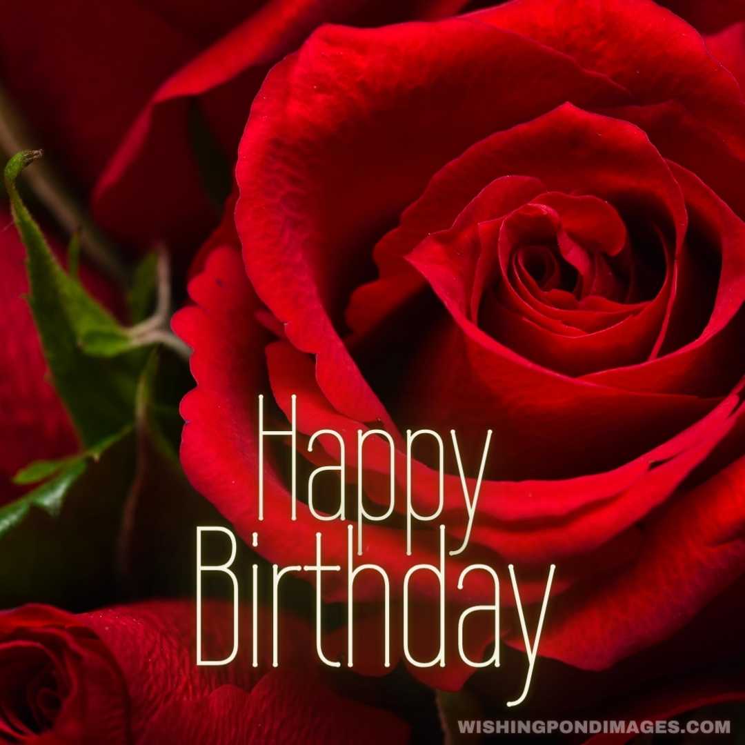 Close up of a bouquet of red roses - Happy Birthday Flower Images